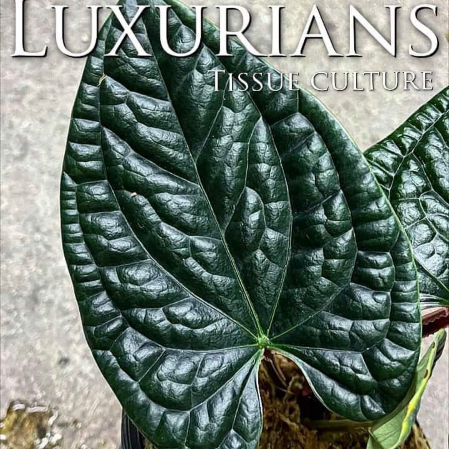 rare Anthurium luxurians for sale in Perth Australia