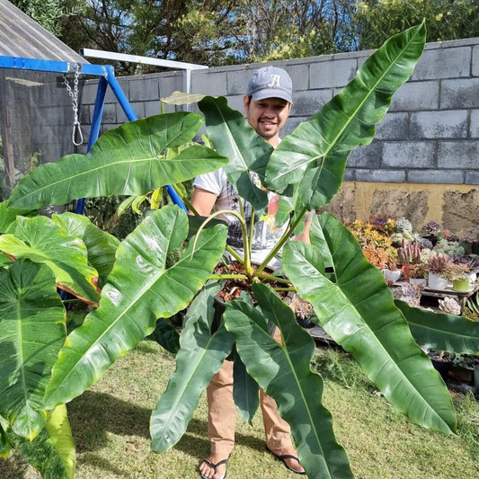 rare Philodendron atabapoense for sale in Perth Australia