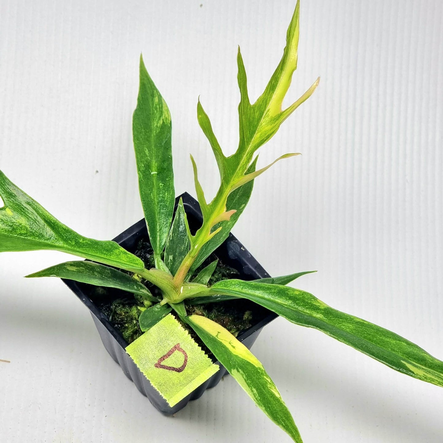 Philodendron tortum Aurea Variegated
