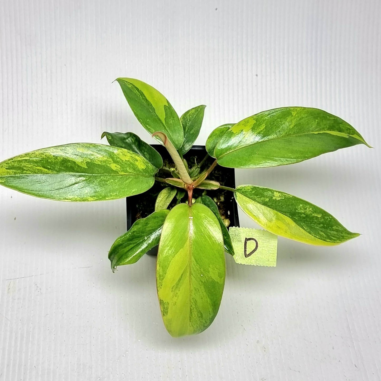 Philodendron mayoi Aurea Variegated