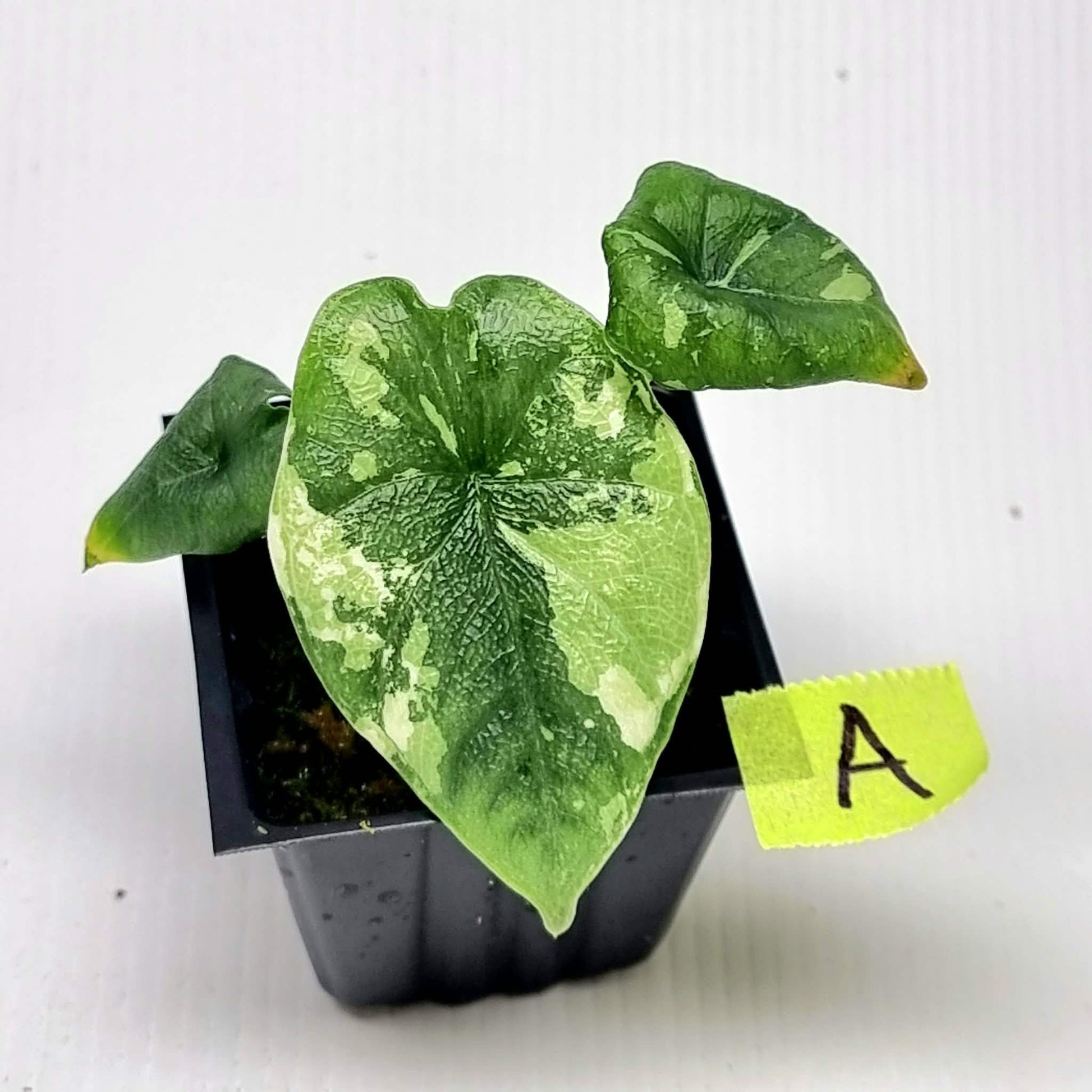 Alocasia melo Albo variegated – Flora Magnifica Australia