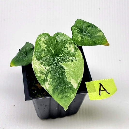 Alocasia melo Albo variegated