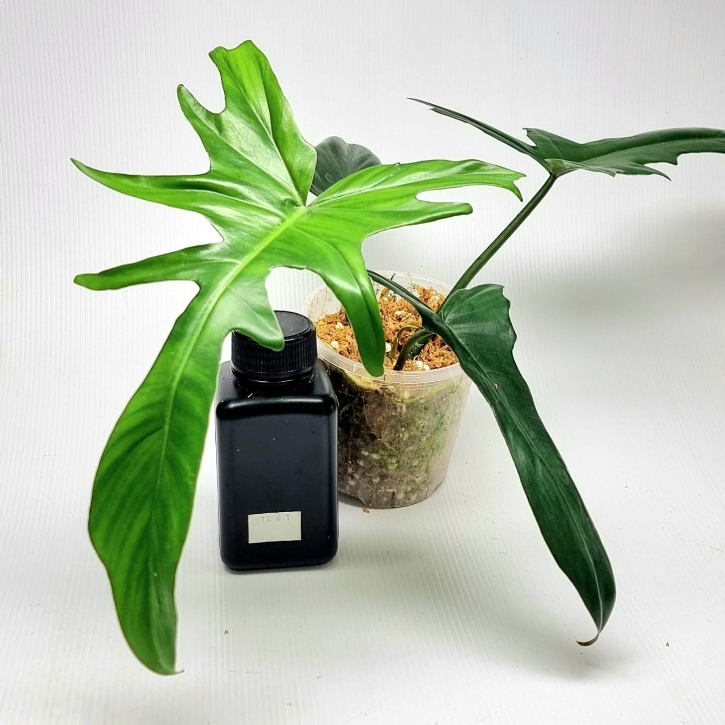 Philodendron Florida Beauty x P. mayoi Reverted, M