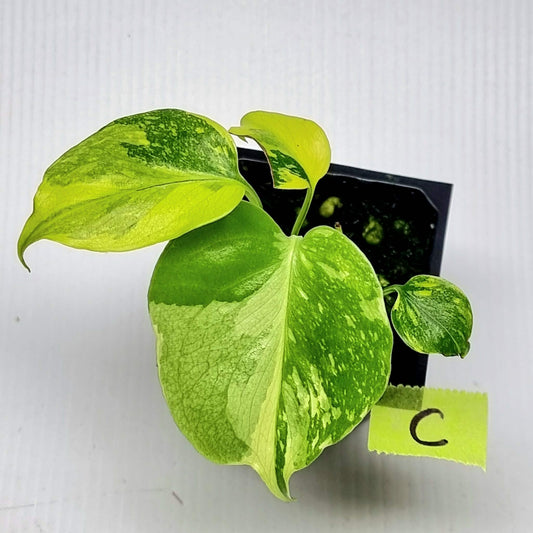 Monstera Electrolyte