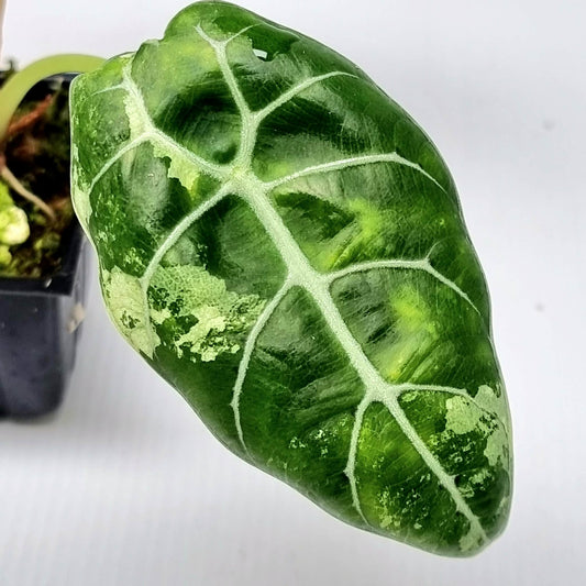 Alocasia Watsoniana Doff Albo Low Variegated