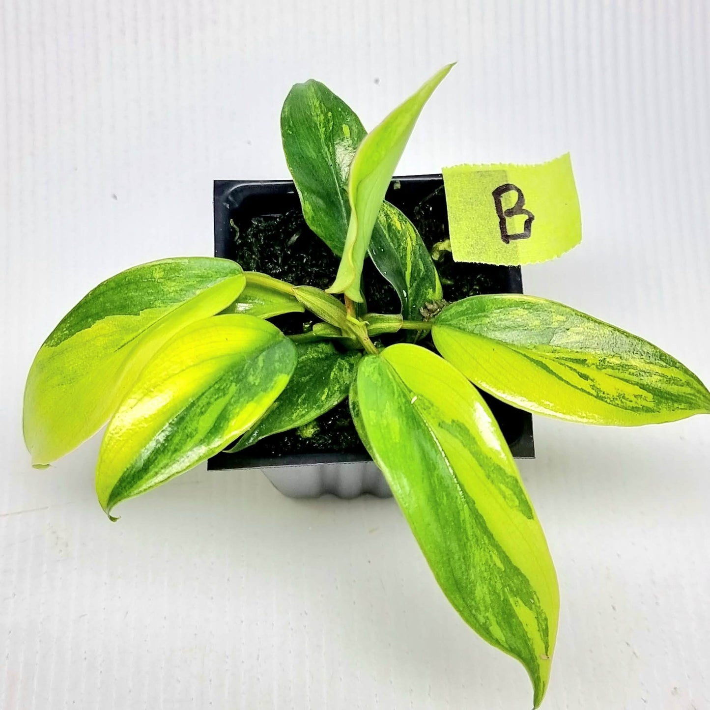 Philodendron mayoi Aurea Variegated