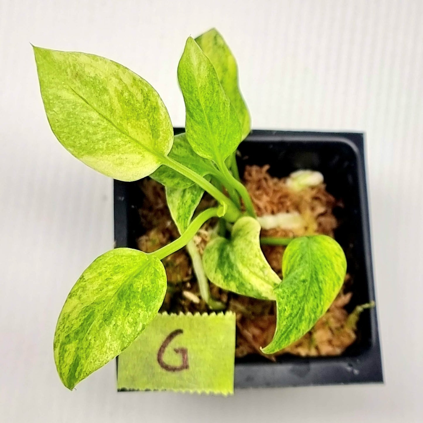 Anthurium vittariifolium Variegated