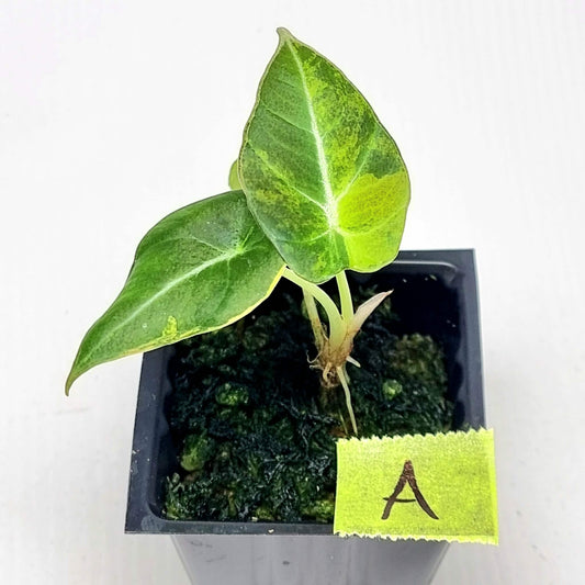 Alocasia Black Velvet Gold Variegated