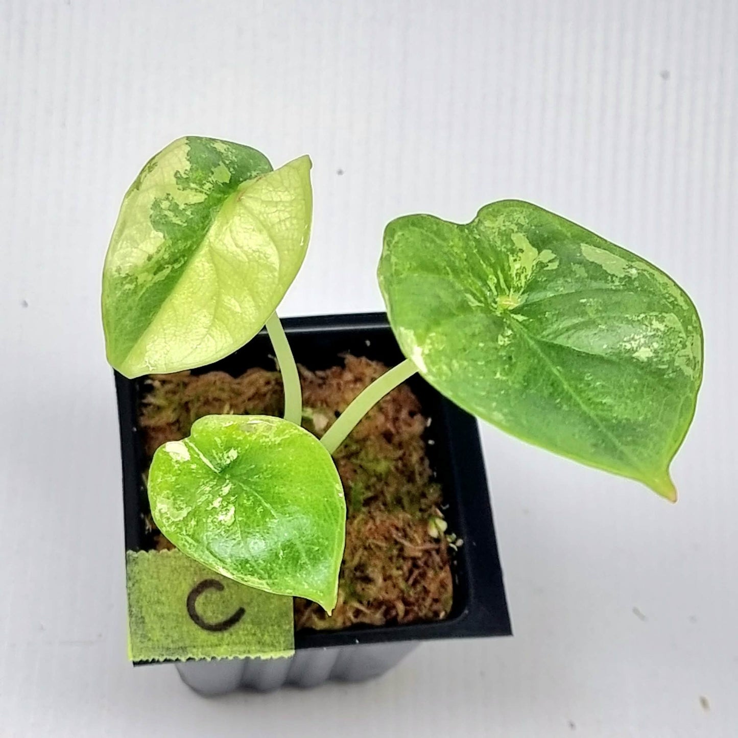 Alocasia Silver Dragon Albo Variegated