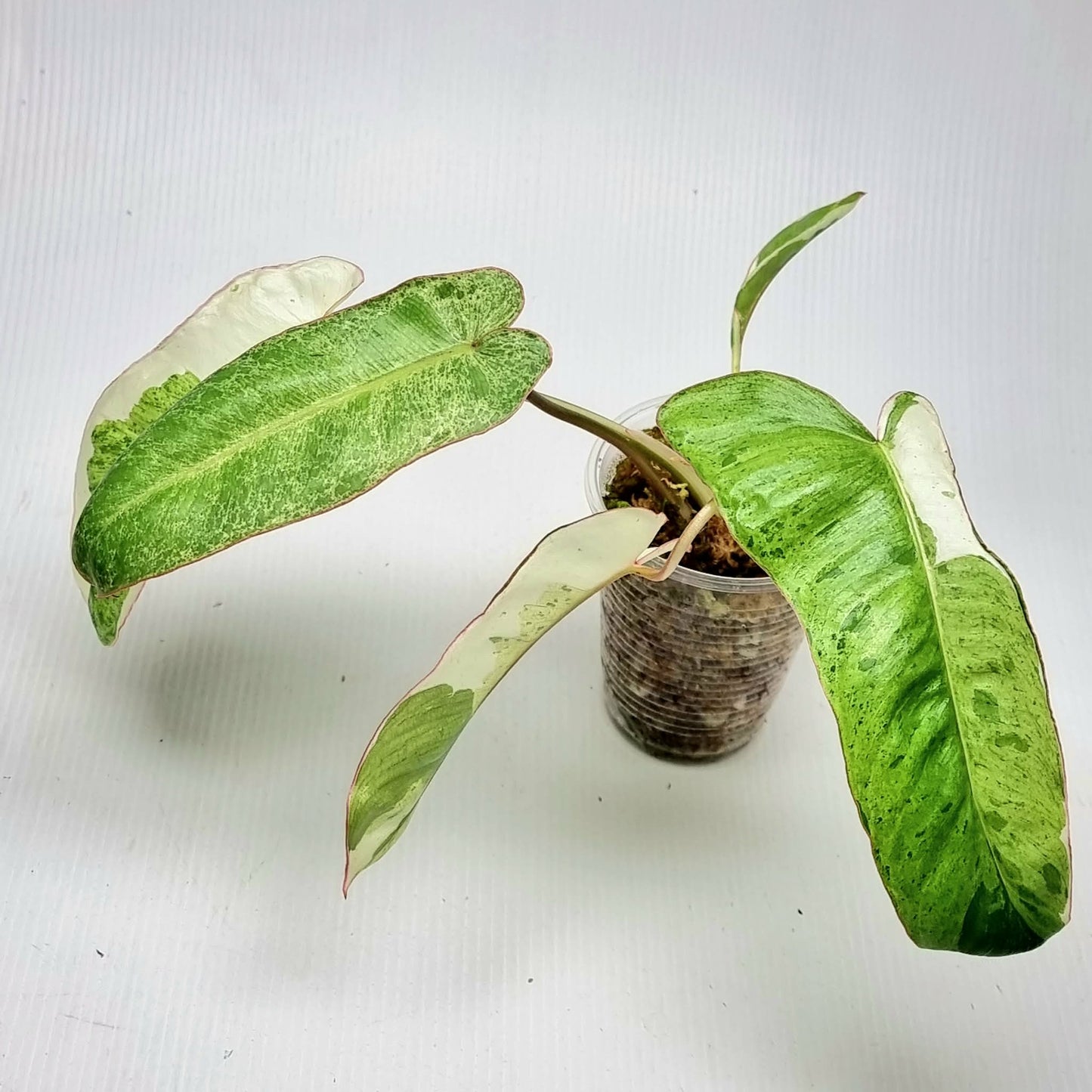 Philodendron Paraiso Verde Albo Variegated