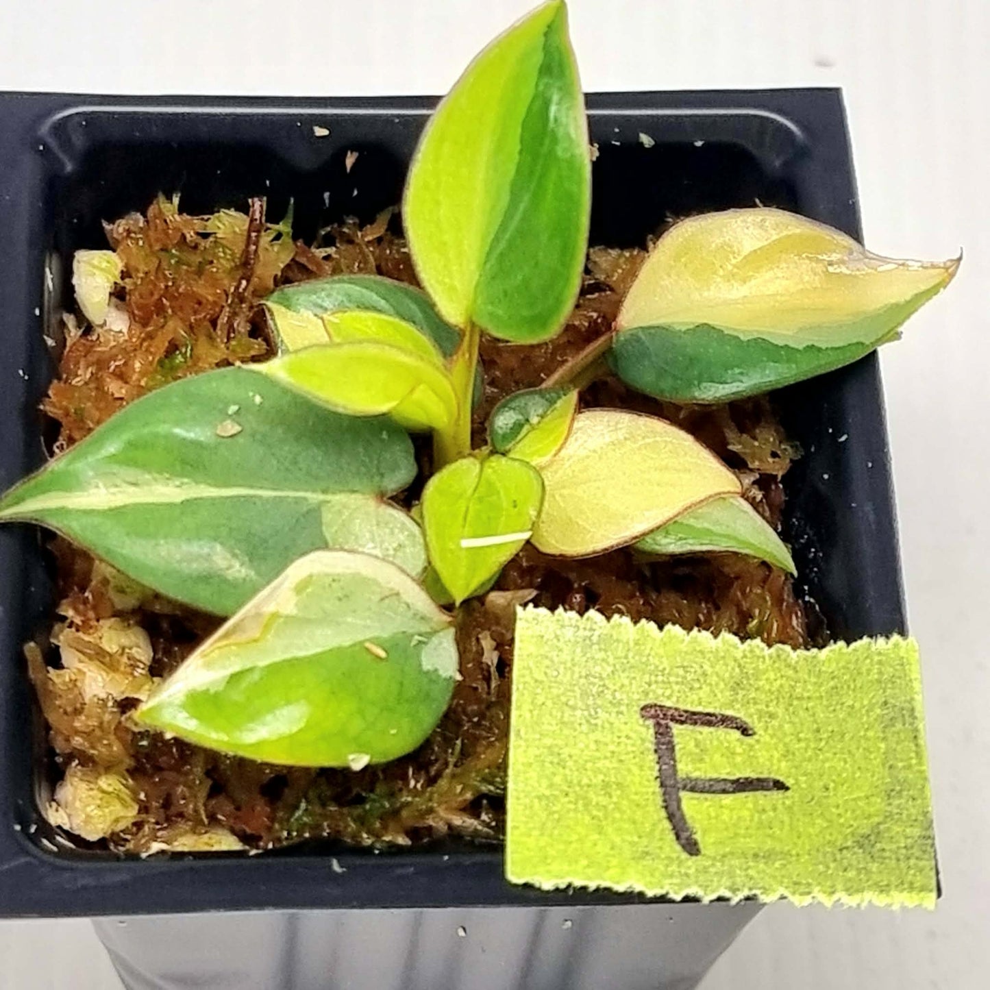 Philodendron billietiae sectoral variegation
