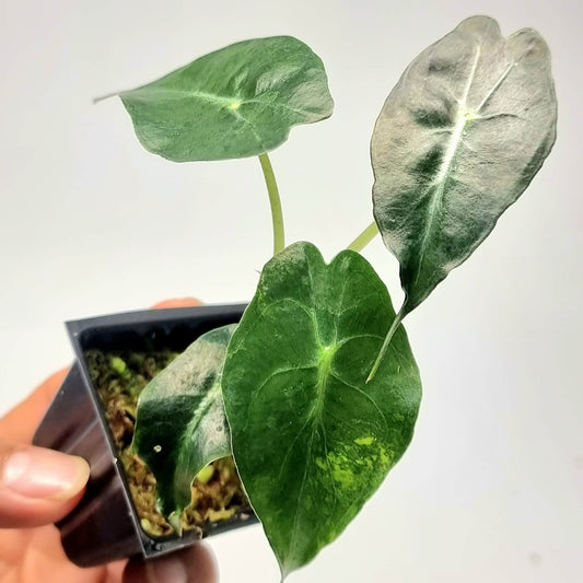 Alocasia Venom Aurea Low Variegated