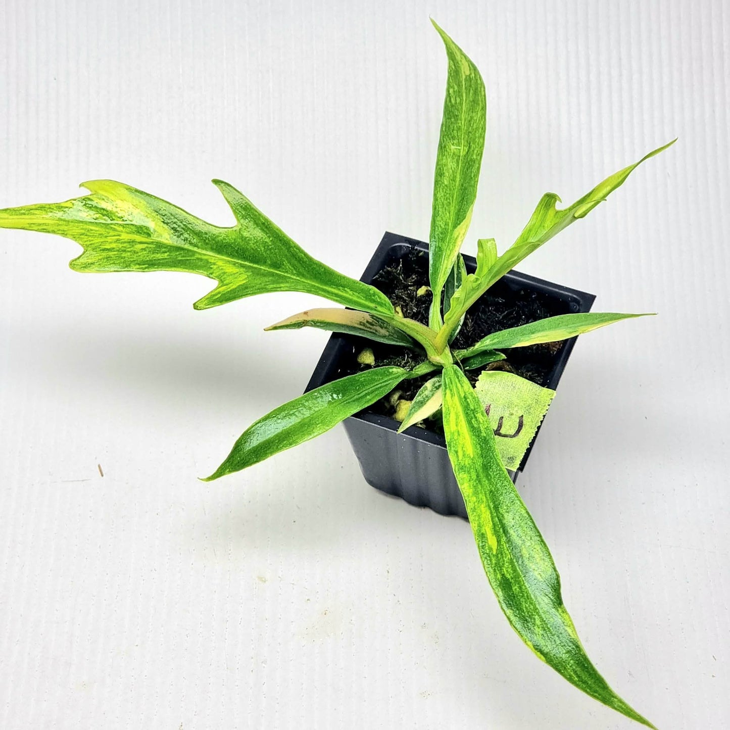 Philodendron tortum Aurea Variegated