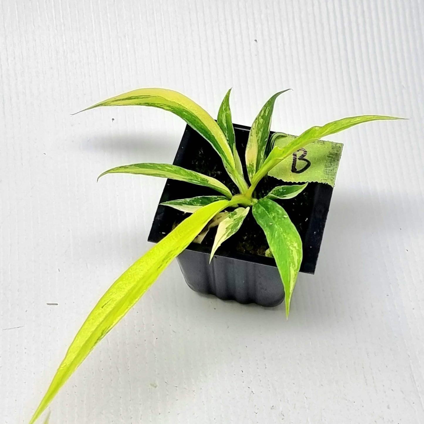 Philodendron tortum Aurea Variegated