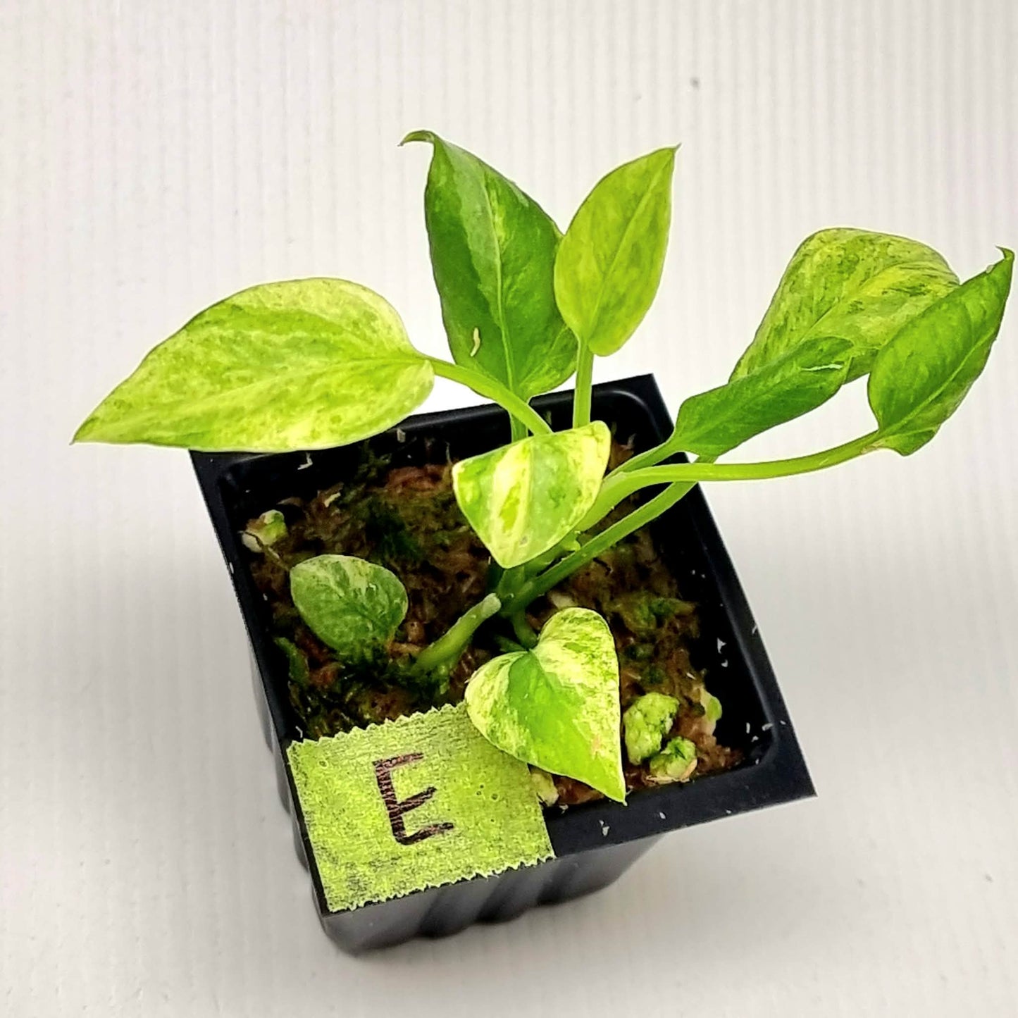 Anthurium vittariifolium Variegated