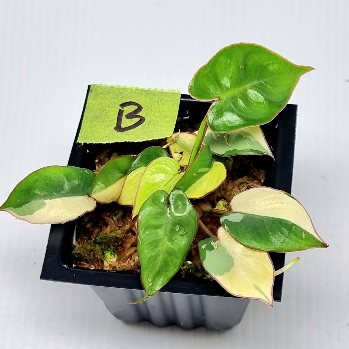 Philodendron billietiae sectoral variegation