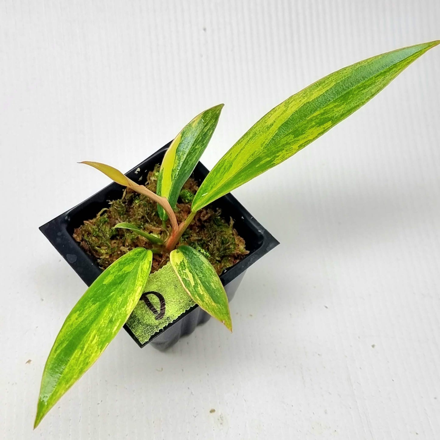 Philodendron Caramel Marble