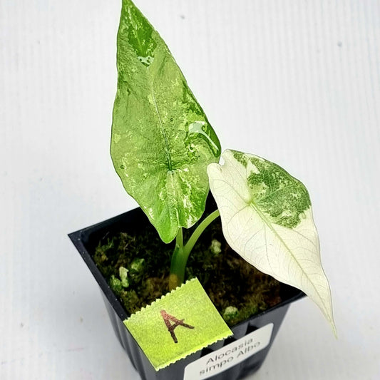 Alocasia Simpo Albo Variegated