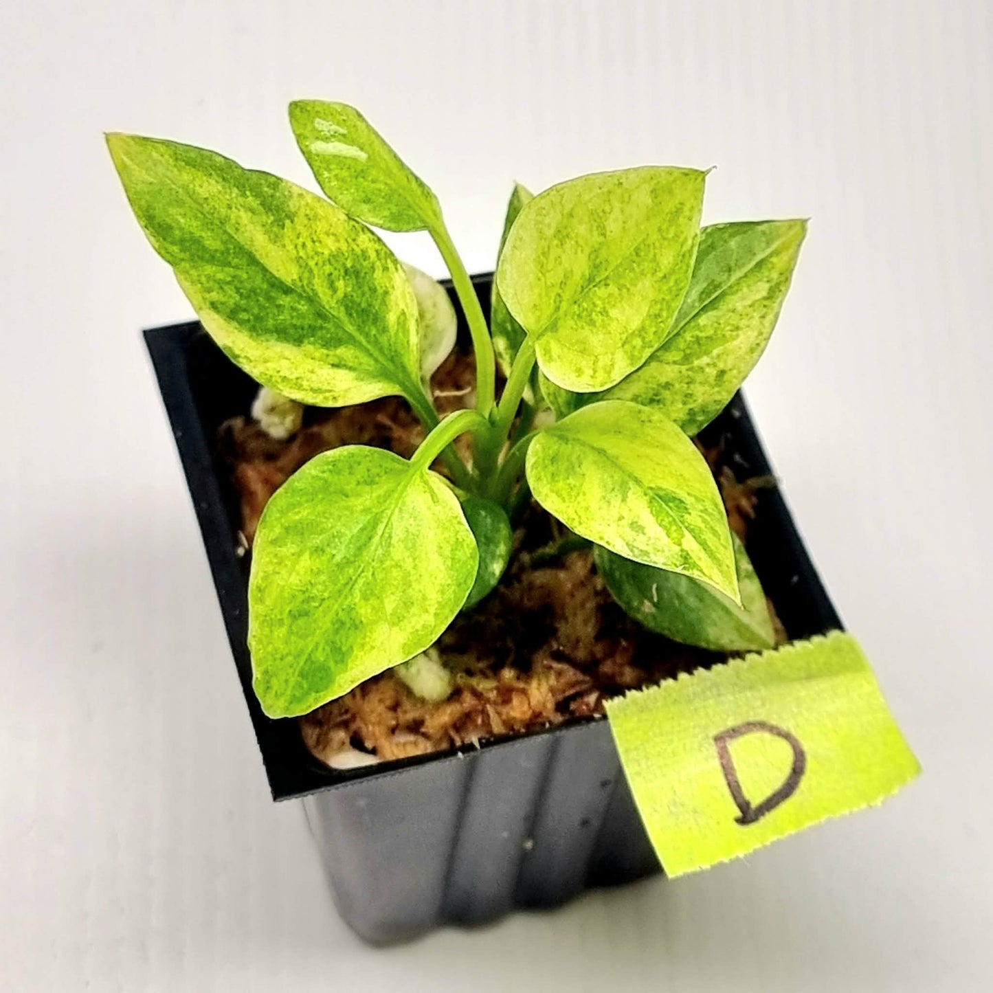 Anthurium vittariifolium Variegated