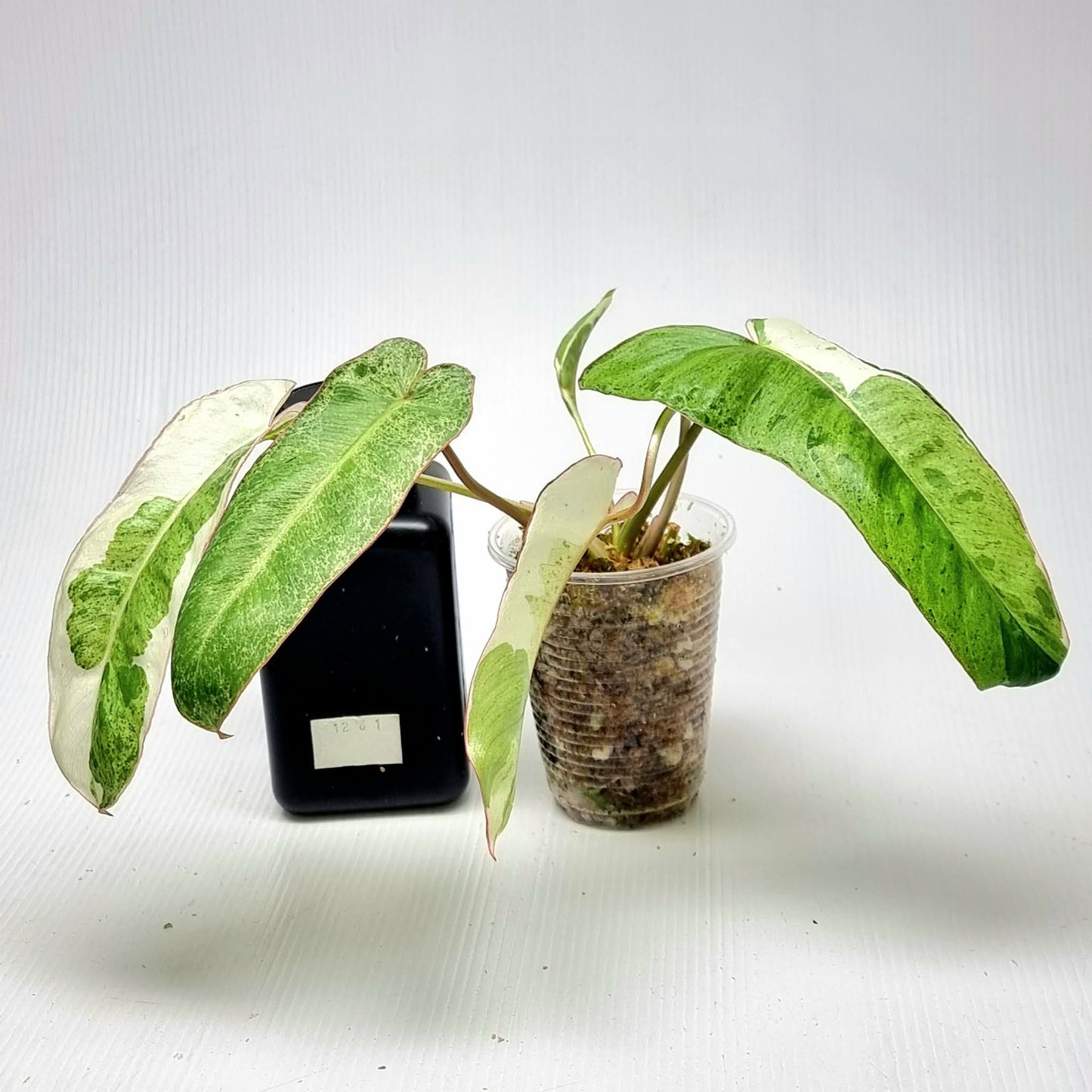 Philodendron Paraiso Verde Albo Variegated