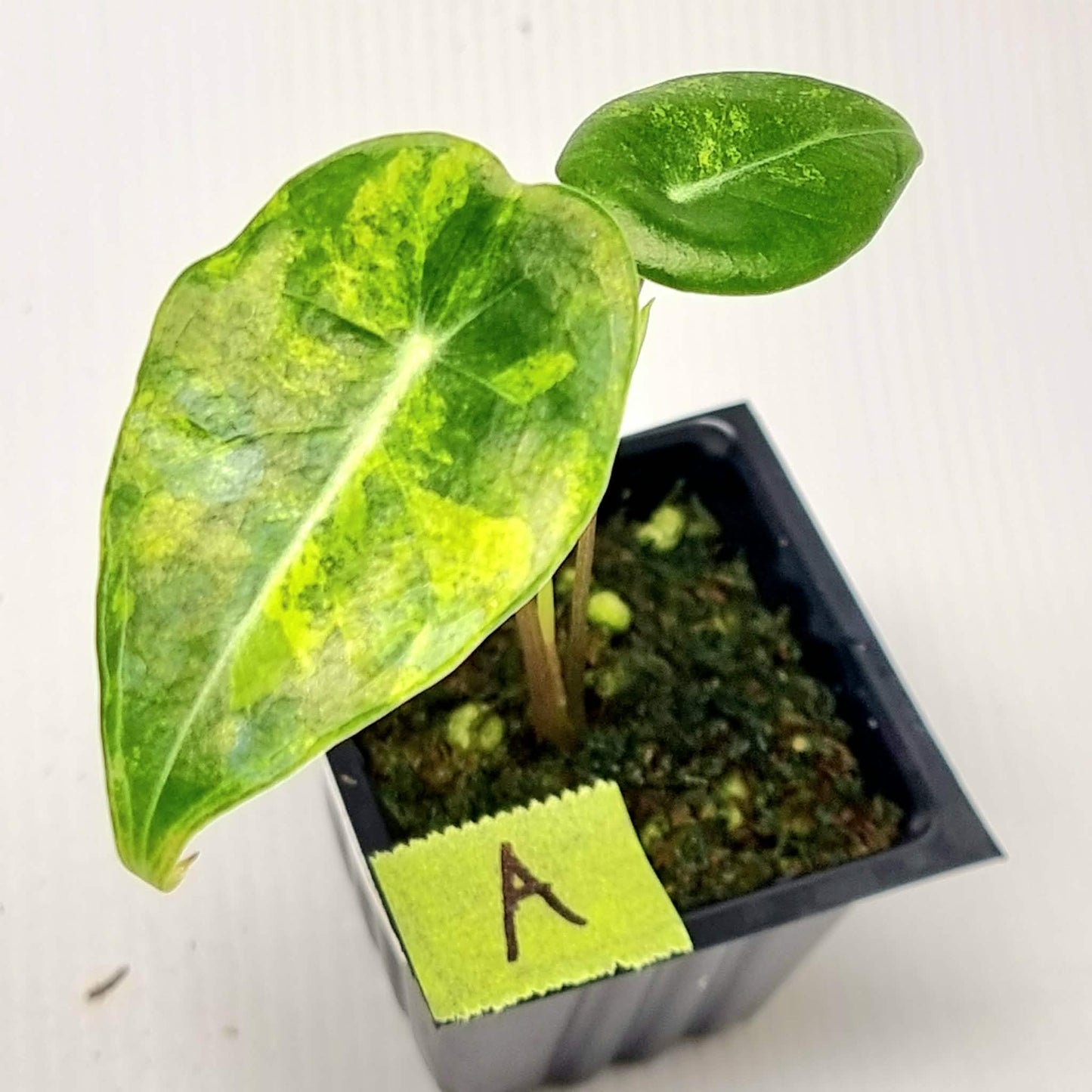 Alocasia longiloba Grandis Aurea Variegated