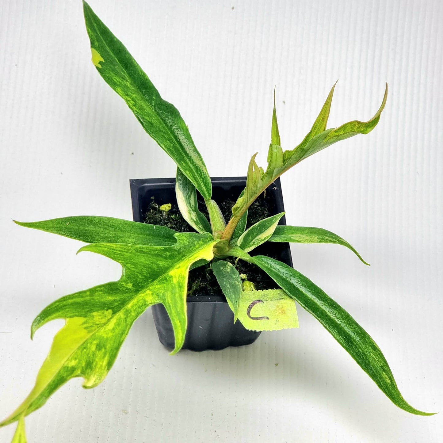 Philodendron tortum Aurea Variegated