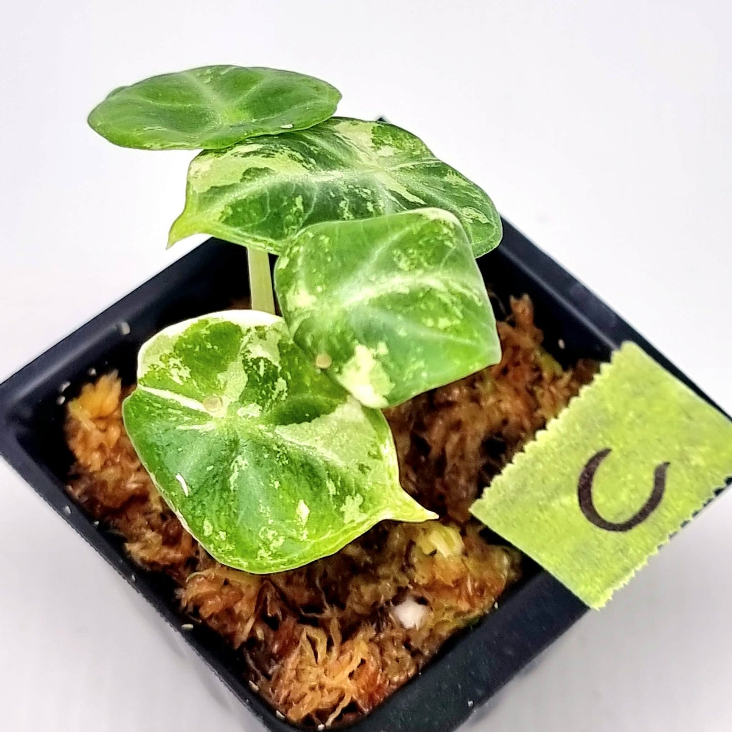 Alocasia Ninja Albo Variegated
