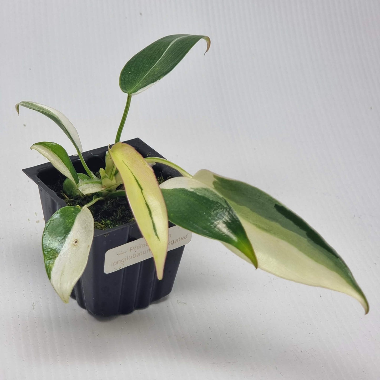 Philodendron longilobatum Albo Variegated