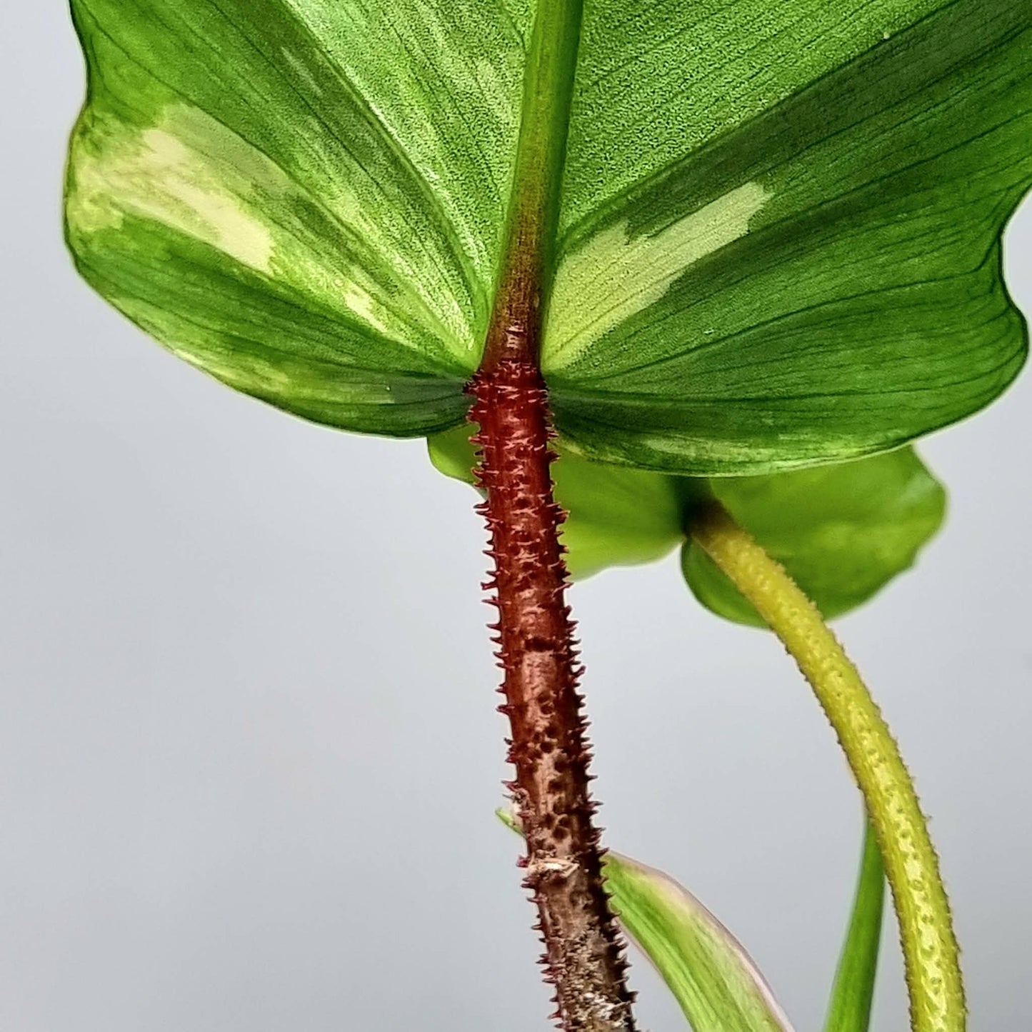 Philodendron squamiferum X P. Florida Beauty Variegated, 100mm
