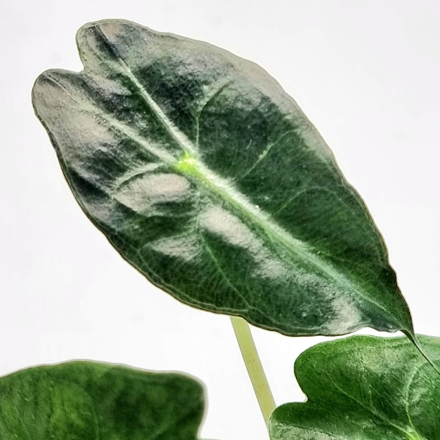 Alocasia Venom Aurea Low Variegated