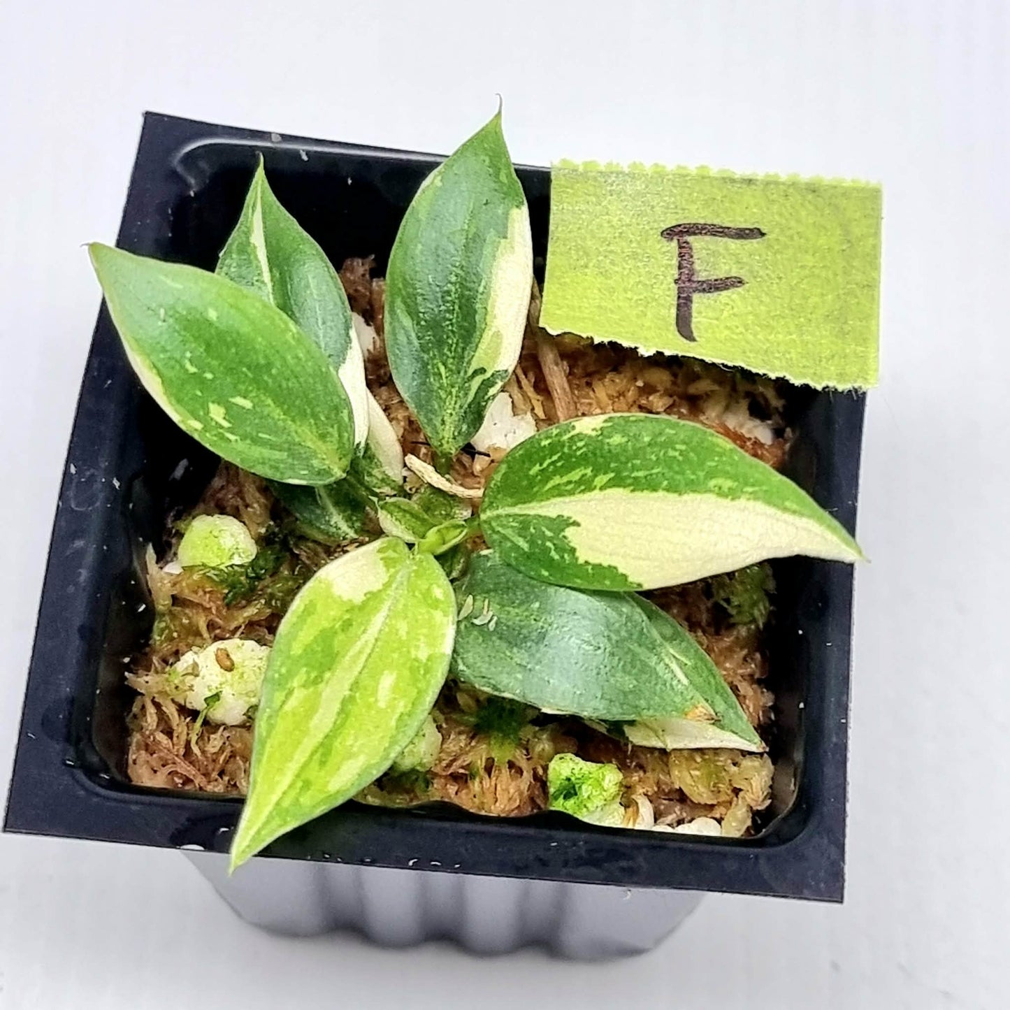 Philodendron gloriosum Tricolour Variegated