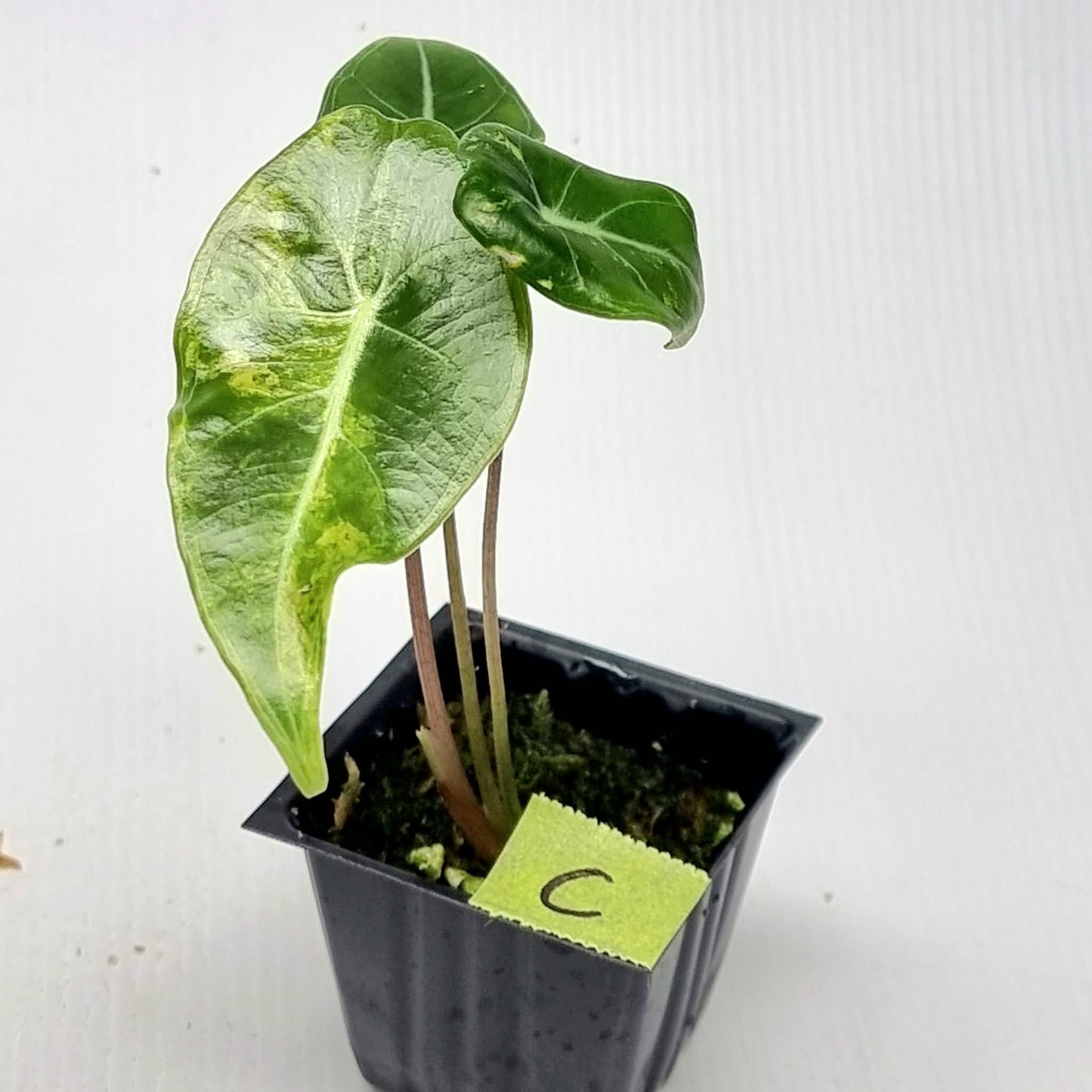 Alocasia longiloba Grandis Aurea Variegated