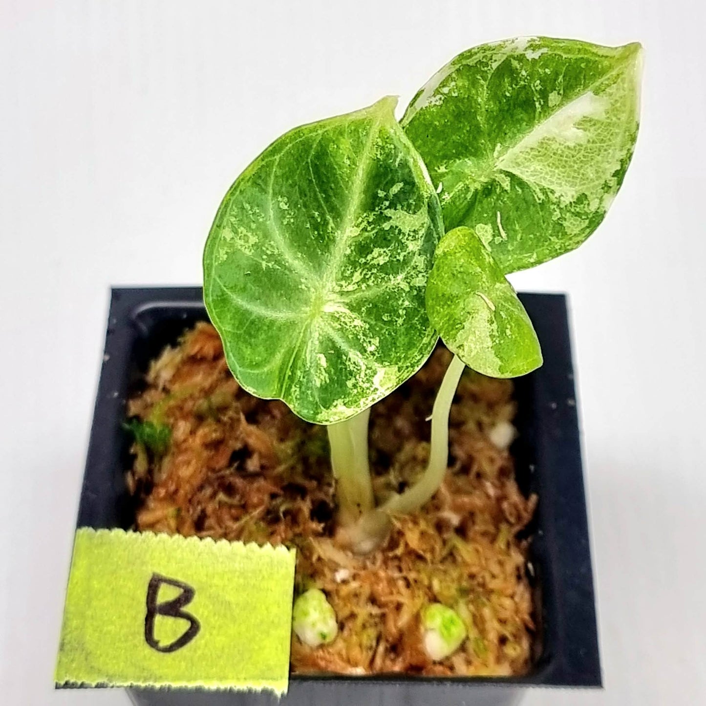 Alocasia Ninja Albo Variegated