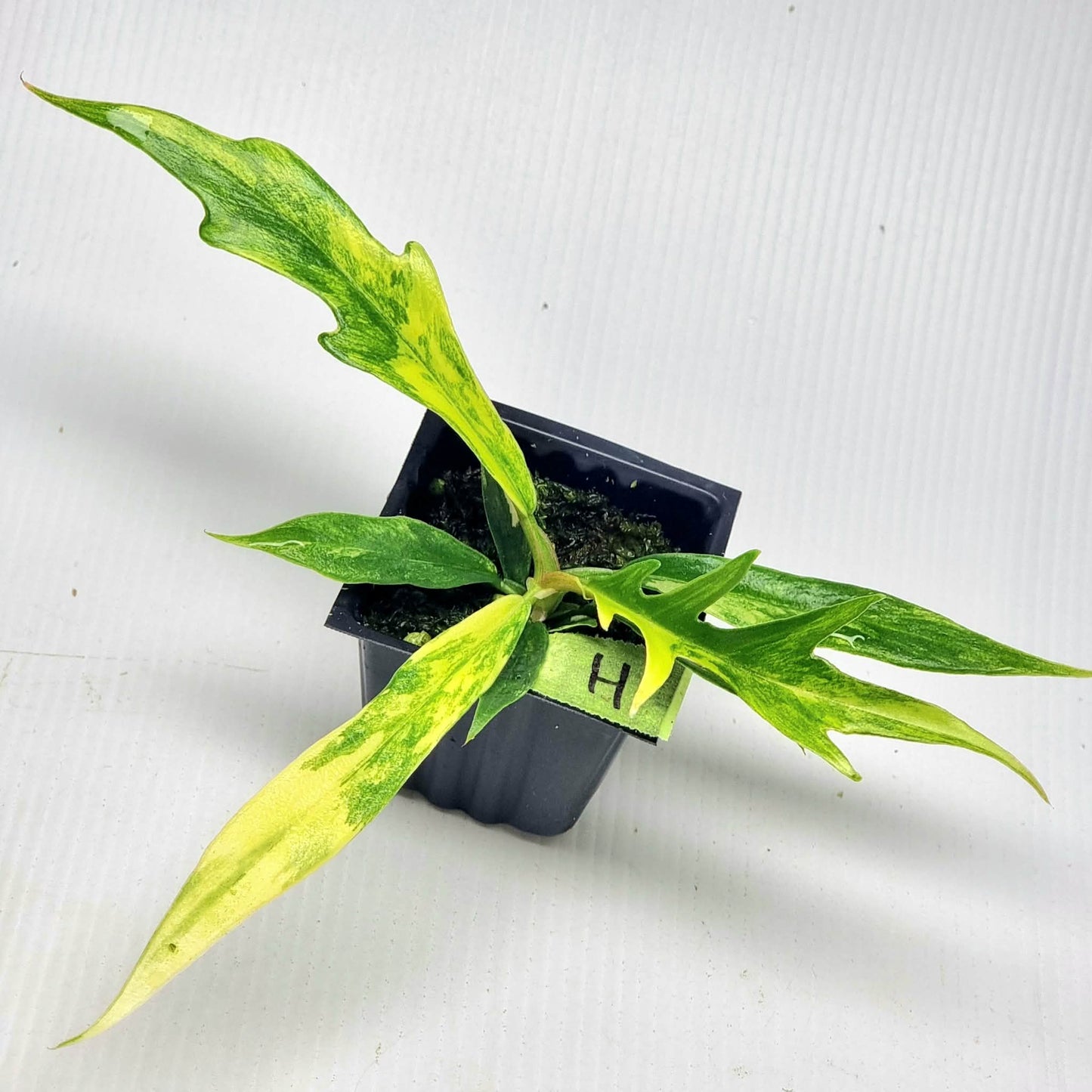 Philodendron tortum Aurea Variegated