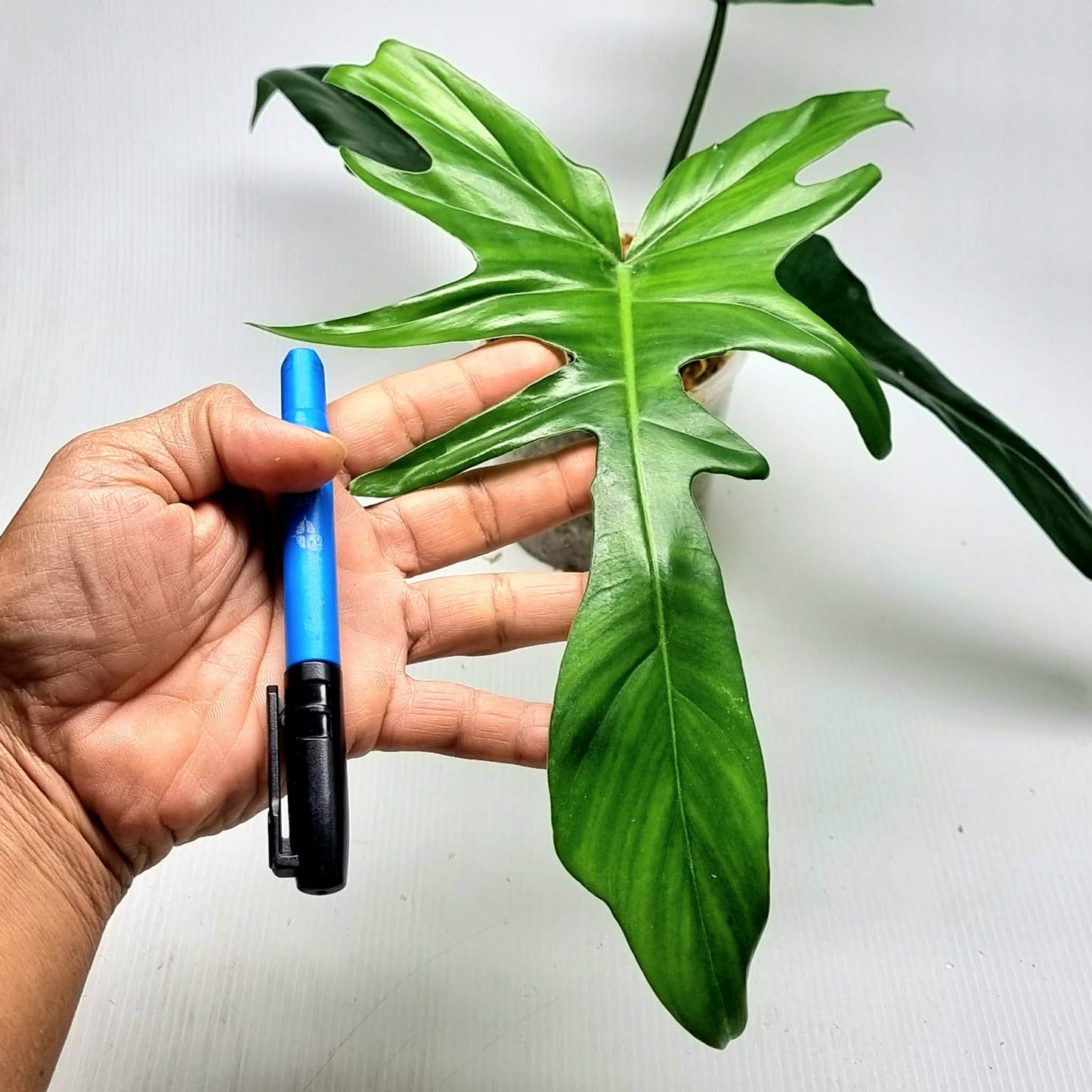 Philodendron Florida Beauty x P. mayoi Reverted, M
