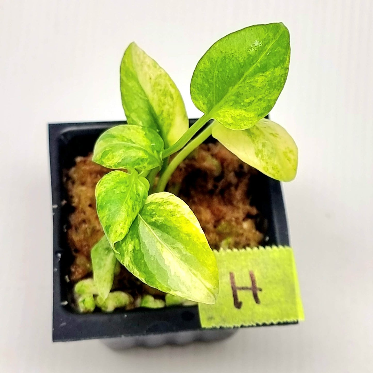 Anthurium vittariifolium Variegated