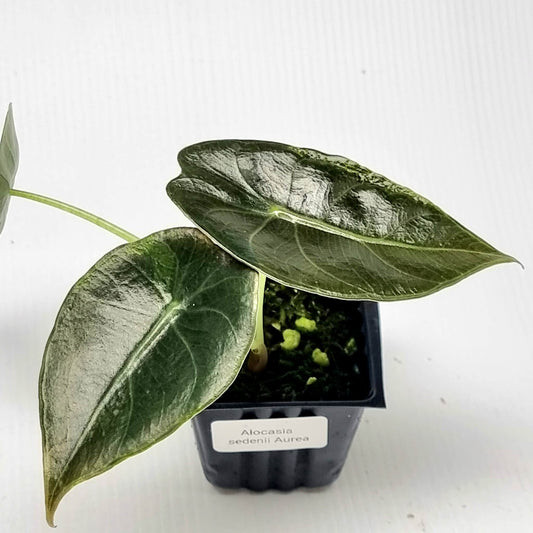 Alocasia sedenii Aurea Reverted