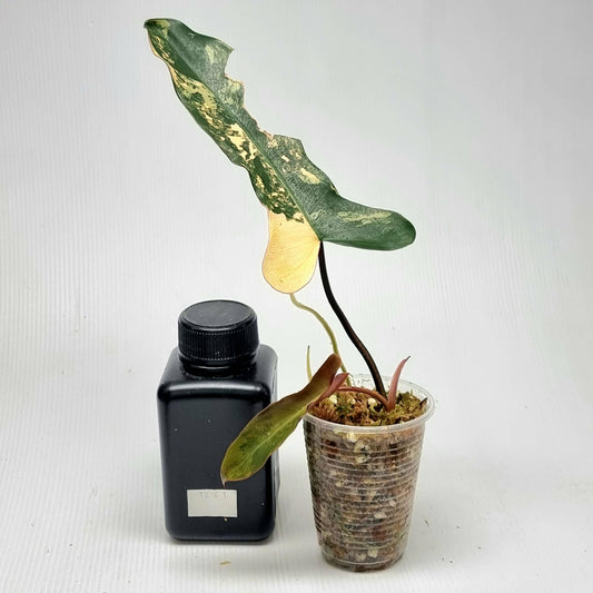 Philodendron Brown Beauty (FB x Black billie)
