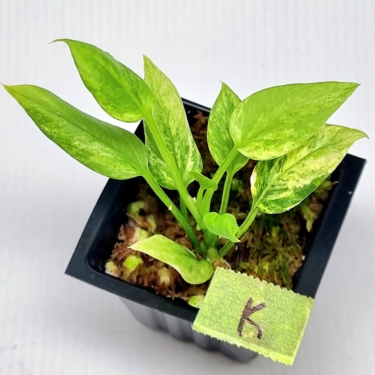 Anthurium vittariifolium Variegated