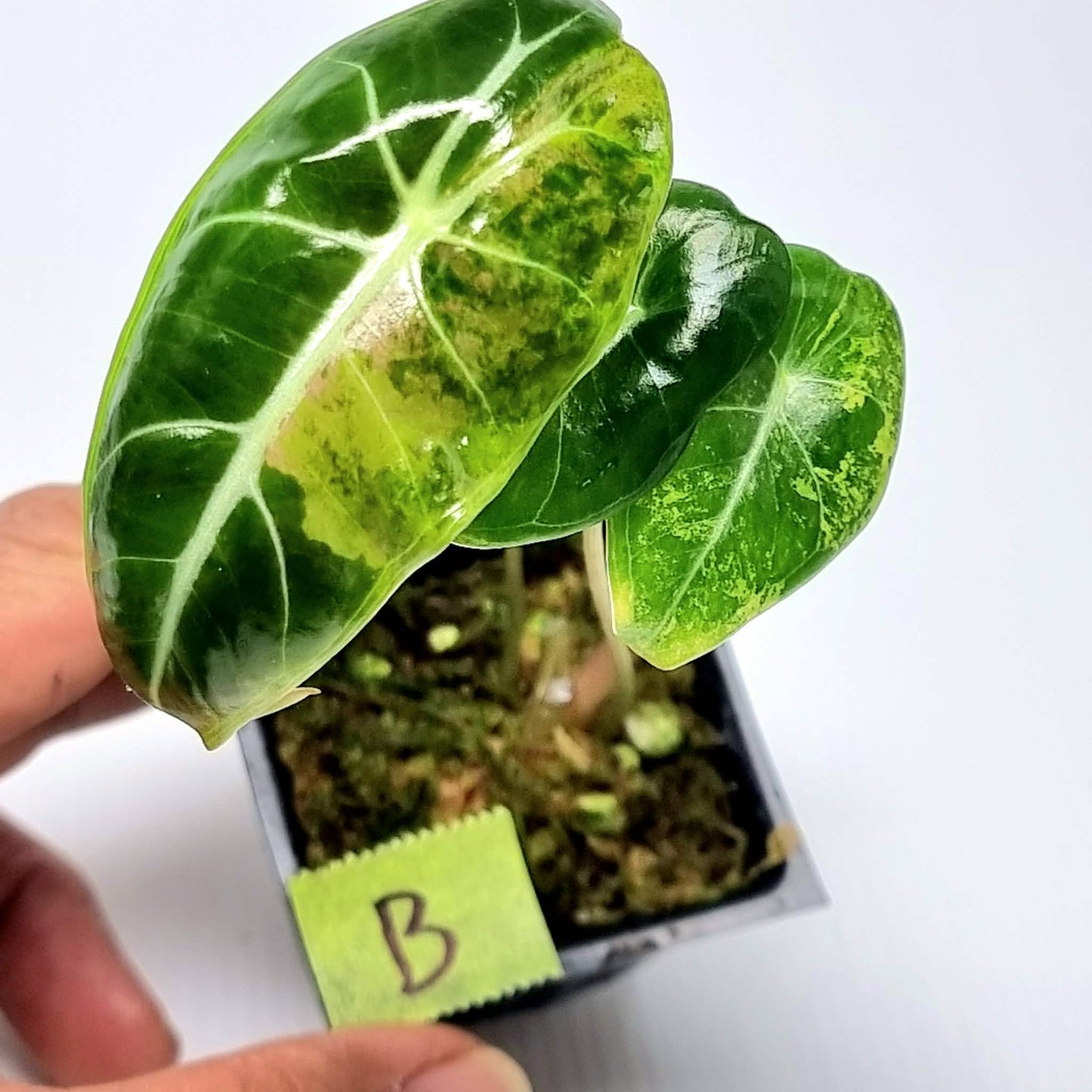 Alocasia longiloba Grandis Aurea Variegated