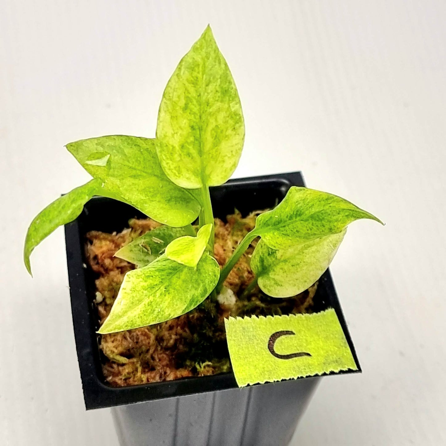 Anthurium vittariifolium Variegated
