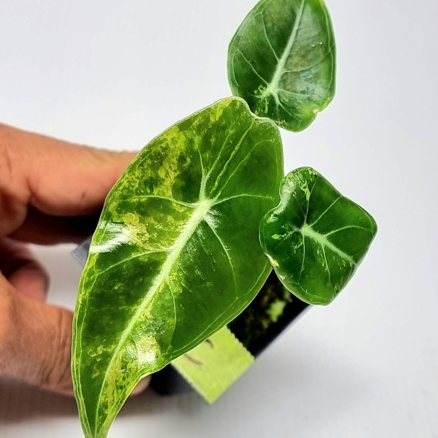 Alocasia longiloba Grandis Aurea Variegated