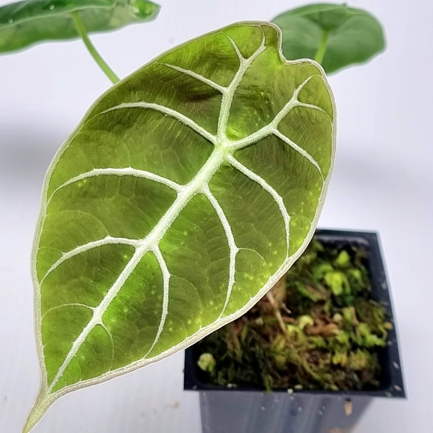 Alocasia Watsoniana Doff Albo Low Variegated