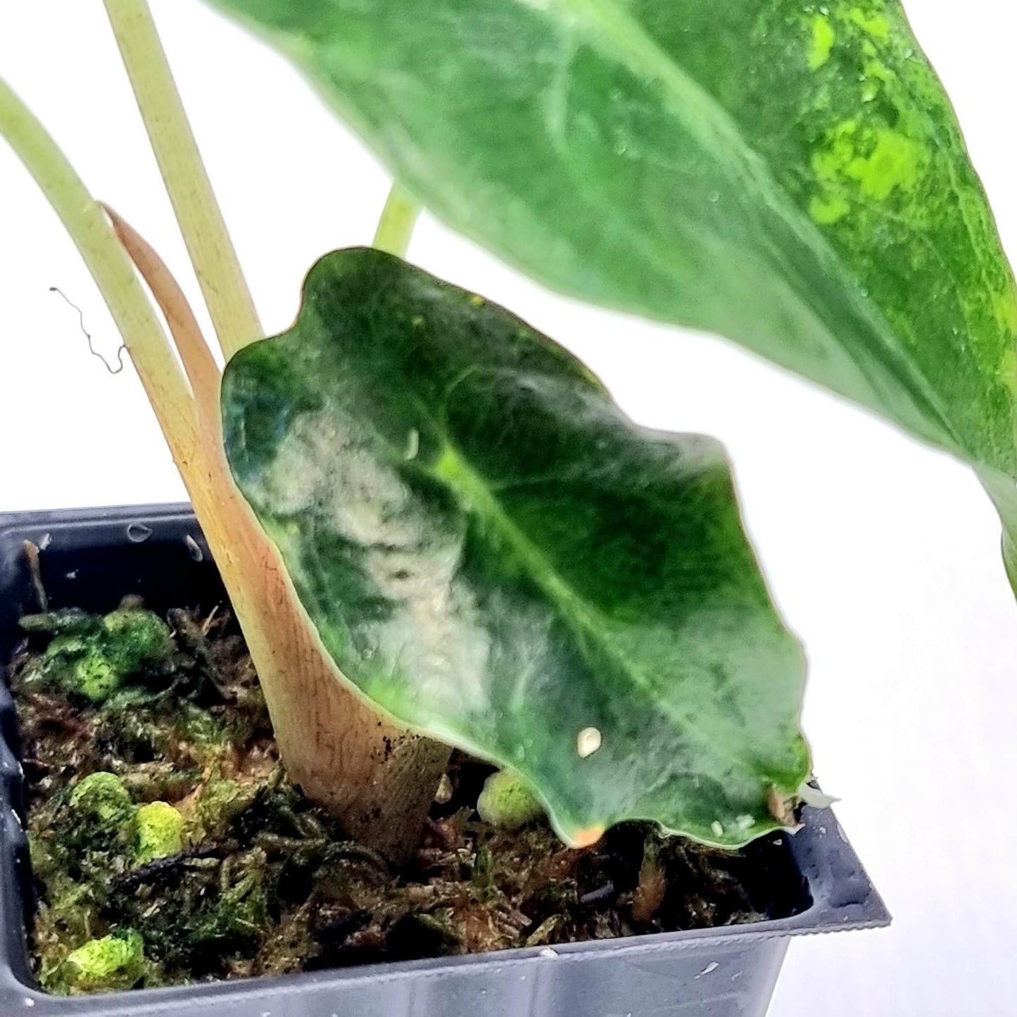 Alocasia Venom Aurea Low Variegated