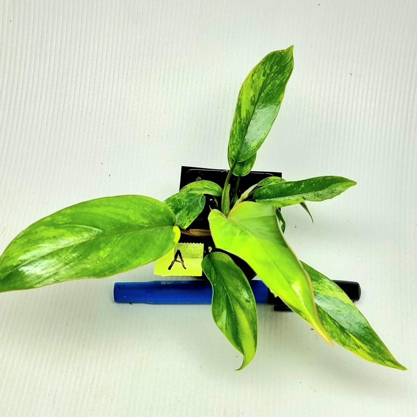 Philodendron mayoi Aurea Variegated