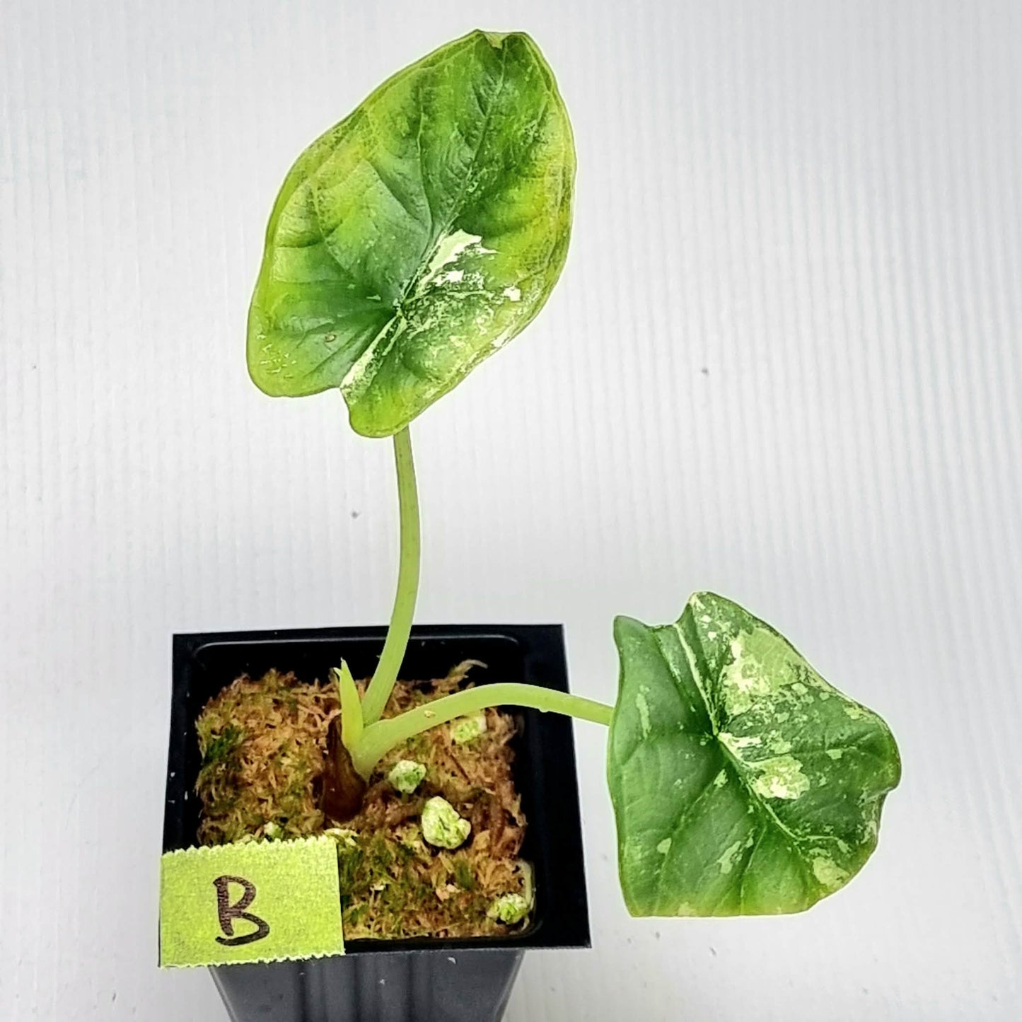 Alocasia Silver Dragon Albo Variegated