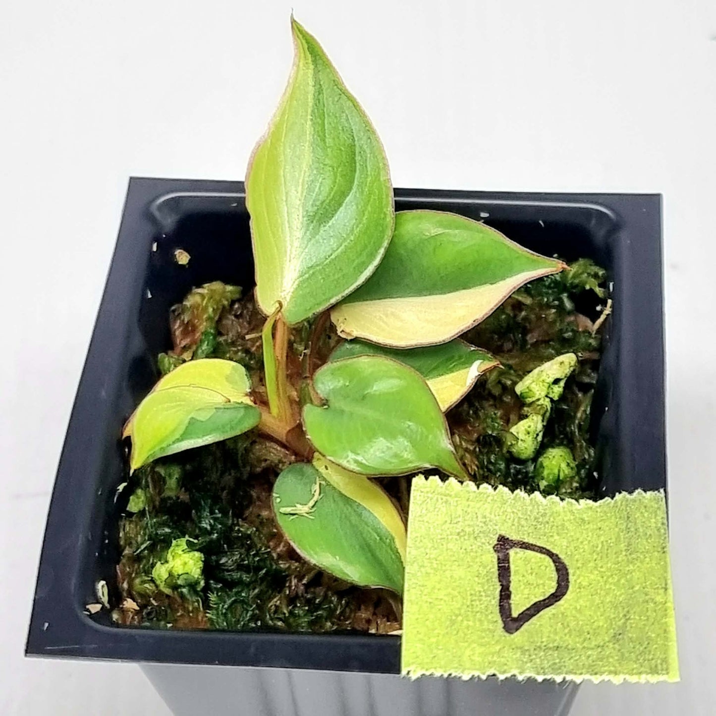 Philodendron billietiae sectoral variegation