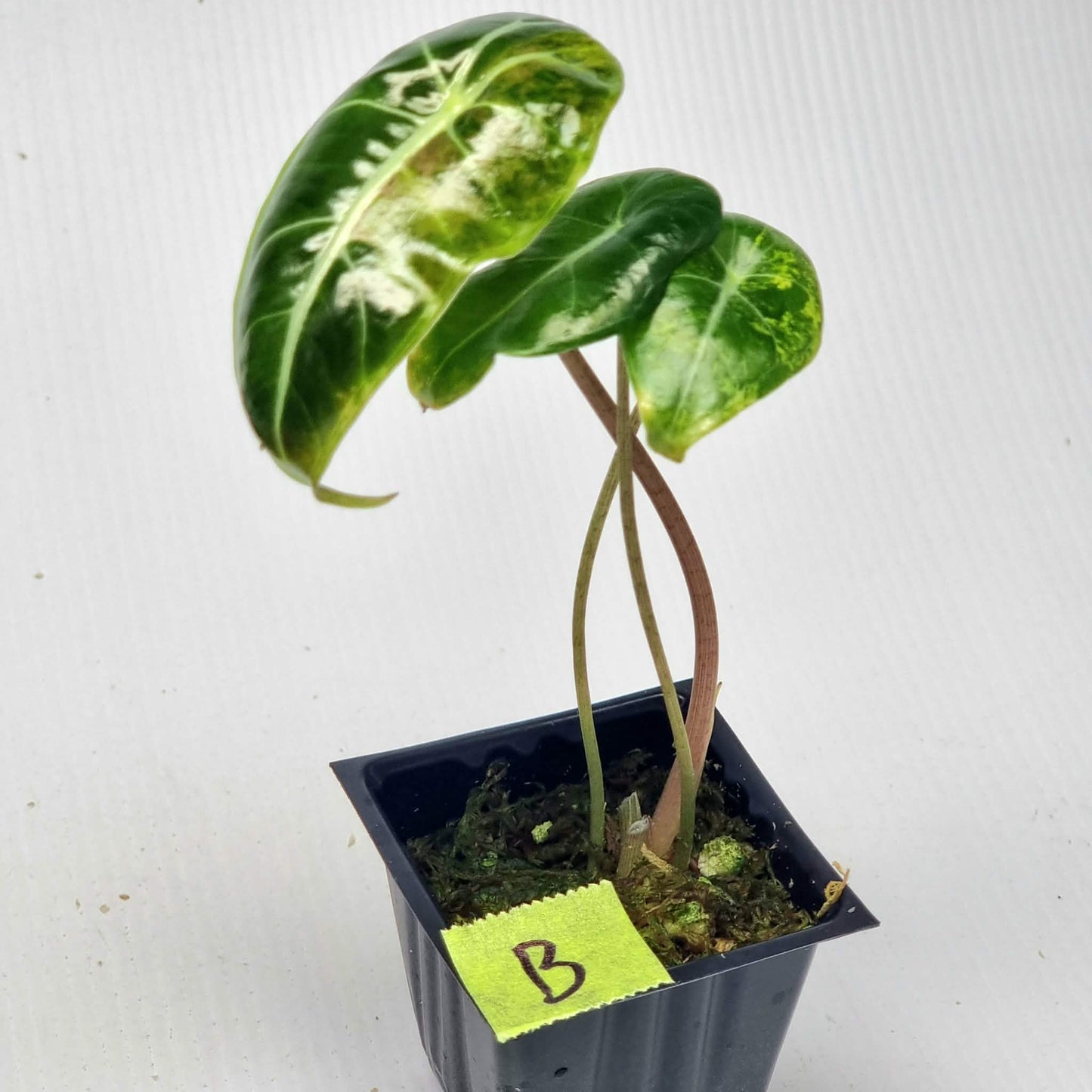 Alocasia longiloba Grandis Aurea Variegated