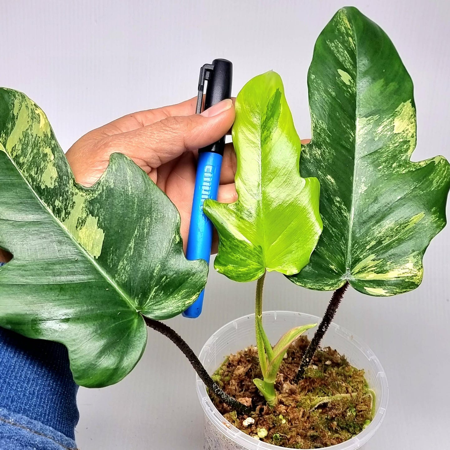 Philodendron squamiferum X P. Florida Beauty Variegated, 100mm