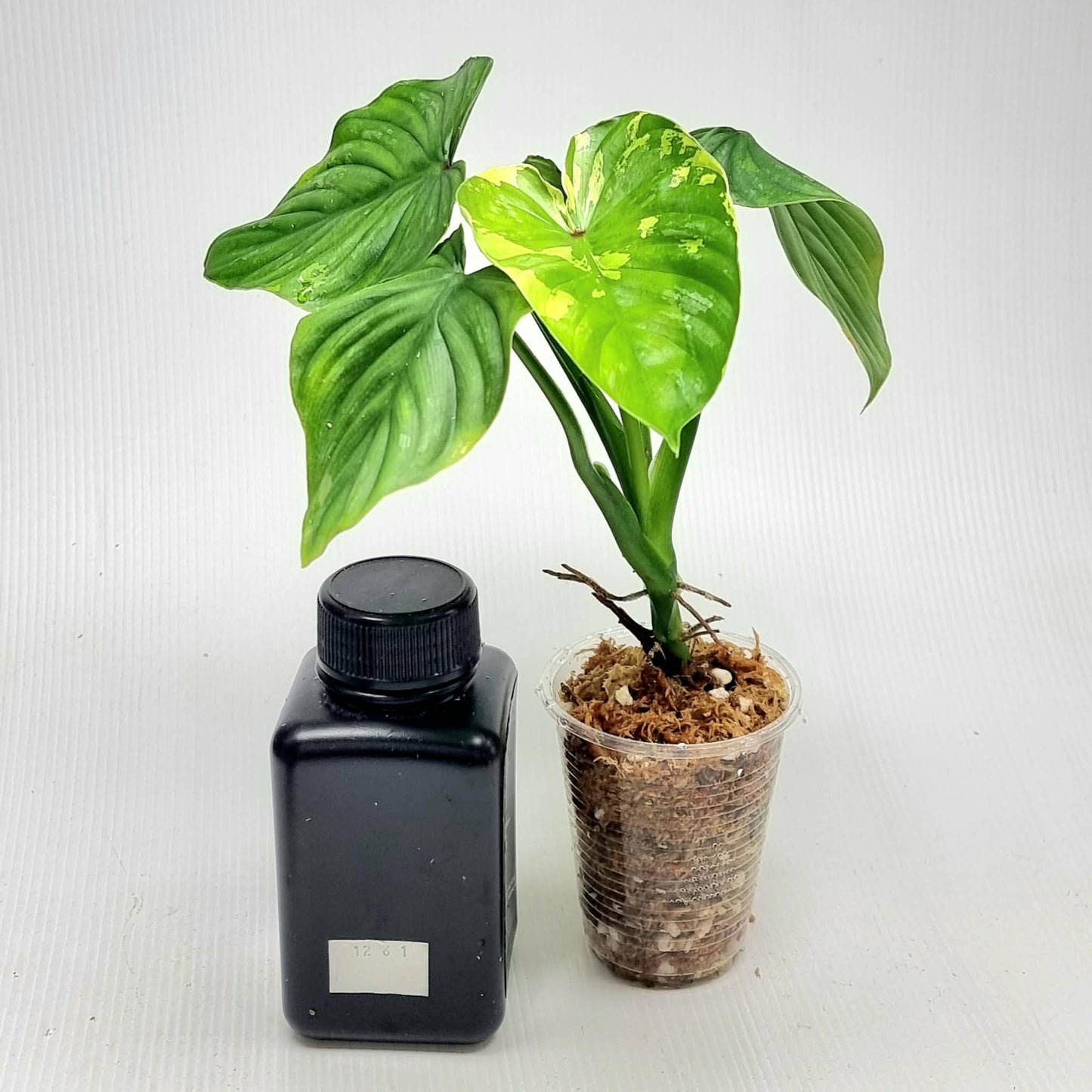 Philodendron plowmanii Variegated (M)